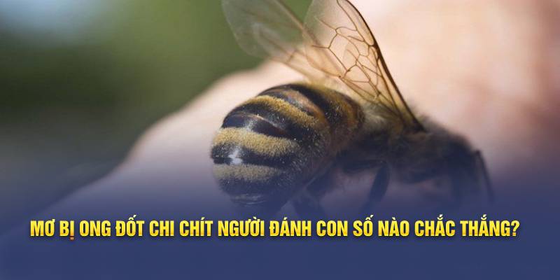 Mơ bị ong đốt chi chít người đánh con số nào chắc thắng?